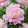 Paeonia lactiflora Sorbet - Lágyszárú bazsarózsa