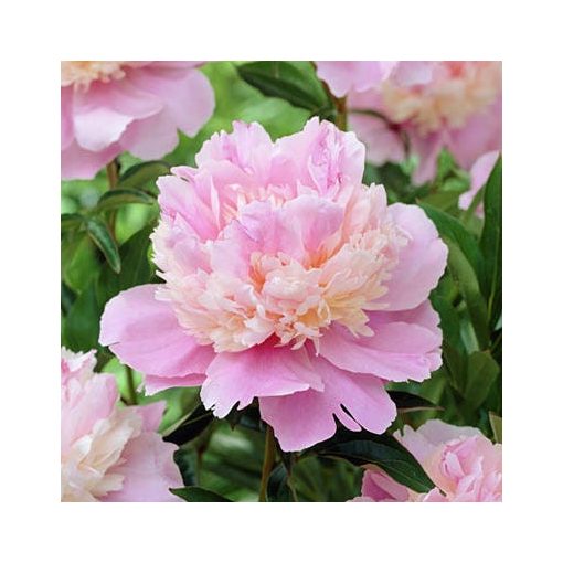 Paeonia lactiflora Sorbet - Lágyszárú bazsarózsa