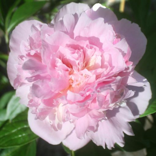 Paeonia Sweet Harmony - Bazsarózsa