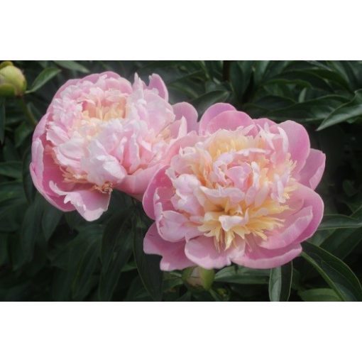 Paeonia Sweet Sixteen - Bazsarózsa (2/3)