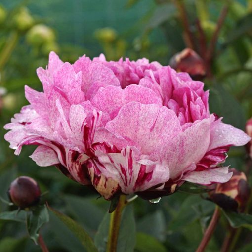 Paeonia The Fawn - Bazsarózsa