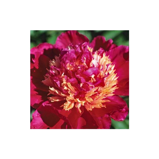 Paeonia Tom Cat - Bazsarózsa