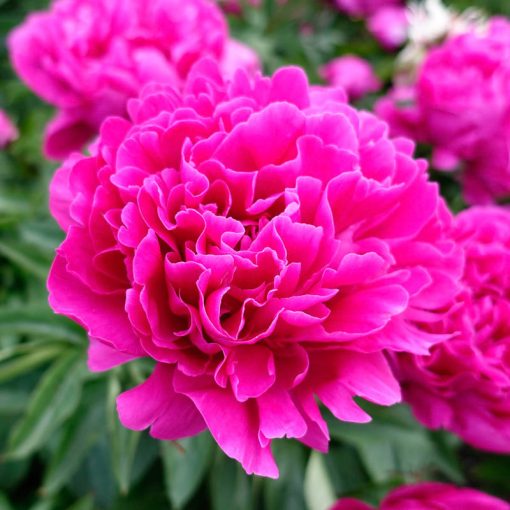 Paeonia Victoire de la Marne - Bazsarózsa