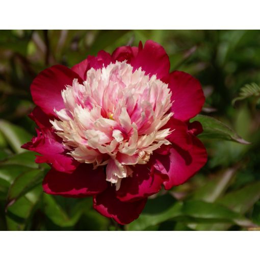 Paeonia White Cap - Bazsarózsa