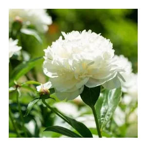 Paeonia White Towers - Bazsarózsa