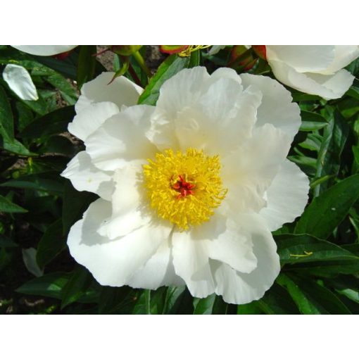 Paeonia White Wings - Bazsarózsa