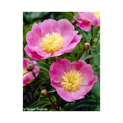 Paeonia Wladyslawa (syn. Bowl of Love) - Bazsarózsa