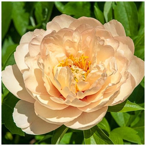 Paeonia Itoh Callies Memory - Bazsarózsa