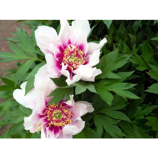 Paeonia itoh Cora Louise - Félfás bazsarózsa