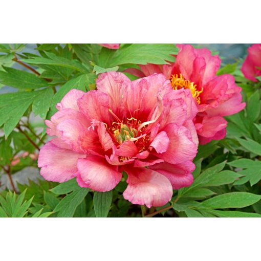 Paeonia itoh Hillary - Félfás bazsarózsa