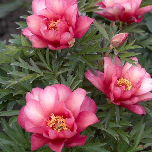 Paeonia itoh Julia Rose - Félfás bazsarózsa