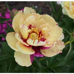 Paeonia itoh Lollipop - Félfás bazsarózsa
