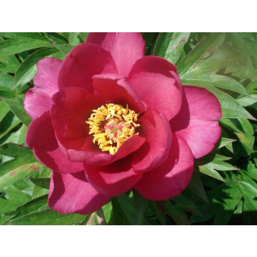 Paeonia itoh Pink Ardour - Félfás bazsarózsa