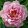 Paeonia itoh Pink Double Dandy - Félfás bazsarózsa