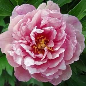 Paeonia itoh Pink Double Dandy - Félfás bazsarózsa