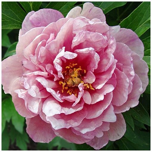 Paeonia itoh Pink Double Dandy - Félfás bazsarózsa