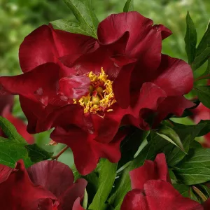 Paeonia itoh Scarlet Heaven - Félfás bazsarózsa (2/3)
