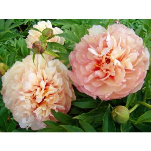 Paeonia itoh Scrumdiddlyumptious - Félfás bazsarózsa