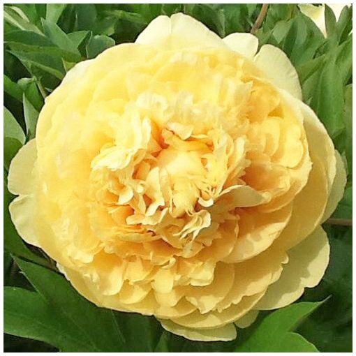 Paeonia itoh Sonoma Ye Do - Félfás bazsarózsa