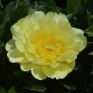   Paeonia itoh Yellow Doodle Candy (2/3) - Félfás bazsarózsa