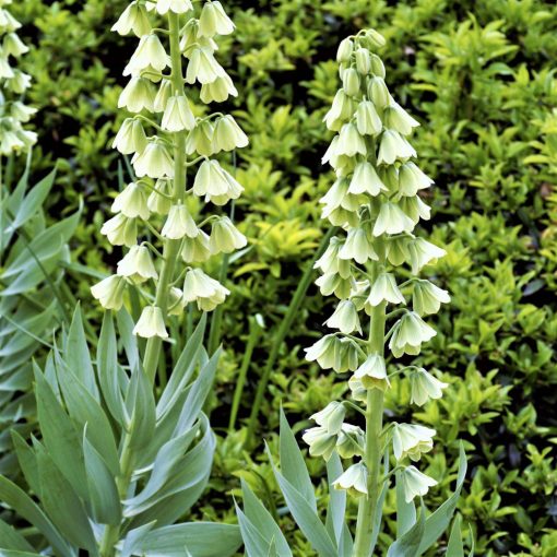 Fritillaria persica Alba - Perzsa kockásliliom