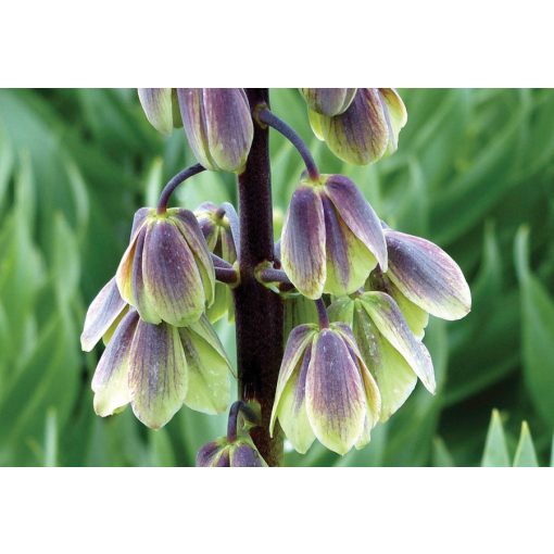 Fritillaria persica Green Dreams - Perzsa kockásliliom