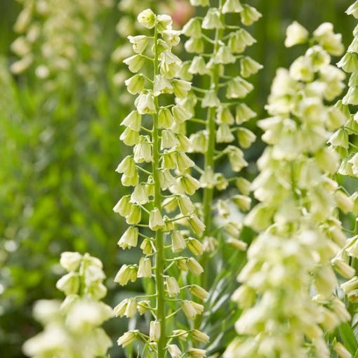 Fritillaria persica Ivory Bells - Perzsa kockásliliom