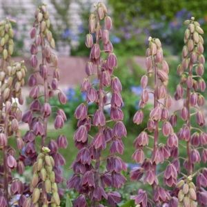 Fritillaria persica Minaret - Perzsa kockásliliom