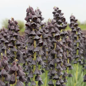   Fritillaria persica Twin Tower Tribute - Perzsa kockásliliom