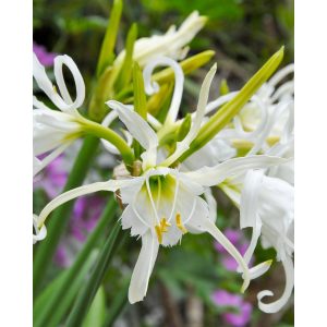 Hymenocallis festalis Zwanenburg - Pókliliom