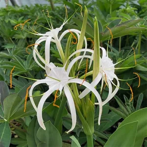 Hymenocallis harrisiana - Pókliliom