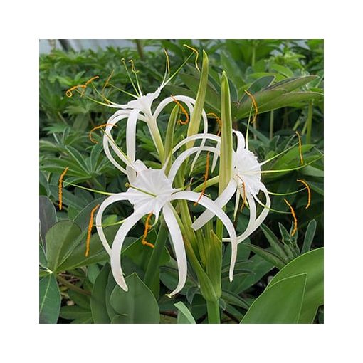 Hymenocallis harrisiana - Pókliliom