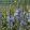 Camassia Blue Candle - Prérigyertya
