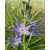 Camassia Orion - Prérigyertya