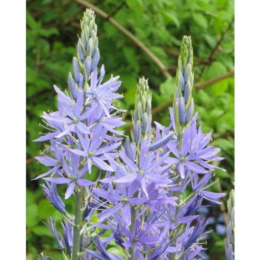 Camassia cusickii - Prérigyertya