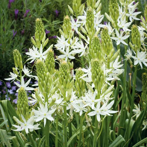 Camassia leichtlinii Alba - Prérigyertya