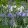 Camassia leichtlinii Caeruela - Prérigyertya