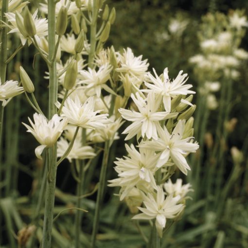 Camassia leichtlinii Semiplena - Prérigyertya