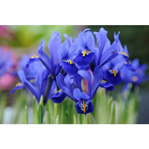 Iris reticulata - Recéshagymájú írisz