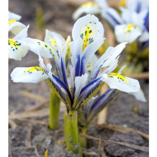 Iris reticulata Eye Catcher - Recéshagymájú írisz