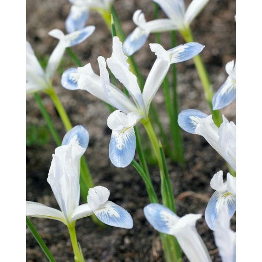 Iris reticulata Frozen Planet - Recéshagymájú írisz