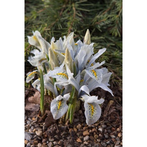 Iris reticulata Katharine Hodgkin - Recéshagymájú írisz