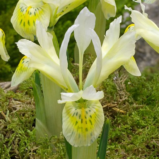 Iris reticulata Katharines Gold - Recéshagymájú írisz