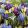 Iris reticulata Mix - Recéshagymájú írisz
