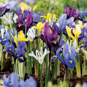 Iris reticulata Mix - Recéshagymájú írisz