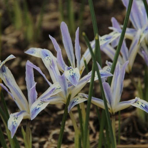 Iris reticulata Painted Lady - Recéshagymájú írisz