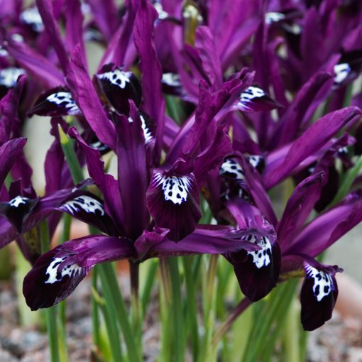 Iris reticulata Pauline - Recéshagymájú írisz