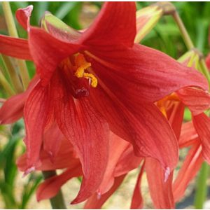 Rhodophiala bifida Liebig First Size