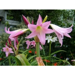 Crinum x powellii (26/+) - Rózsás ernyősliliom