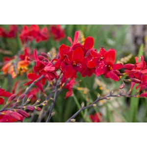 Crocosmia Hellfire - Sáfrányfű